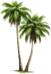 two palm trees with green leaves on a black background